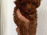 Sağlık garantili poodle bebekler