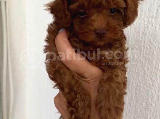 Sağlık Garantili Poodle Bebekler