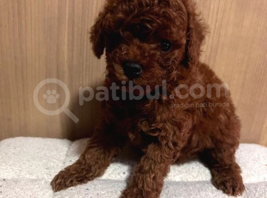 Muhteşem Orji̇nal Toy Poodle Yavrularimiz