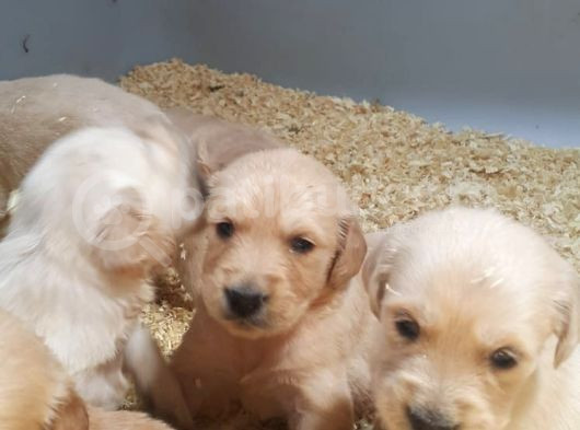 Bebek Yuz 10 Numara Golden Bebekler görsel