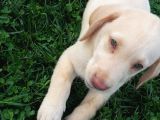 Super Kali̇te Krem Ve Çi̇kolata Labrador Yavrular