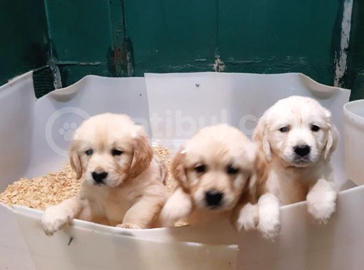Bebek Yuz 10 Numara Golden Bebekler görsel