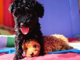 ÇOK UYGUN RAKAMA 5 AYLIK SİYAH ERKEK TOY POODLE