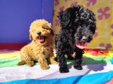 Çok Uygun Rakama 5 Aylik Si̇yah Erkek Toy Poodle