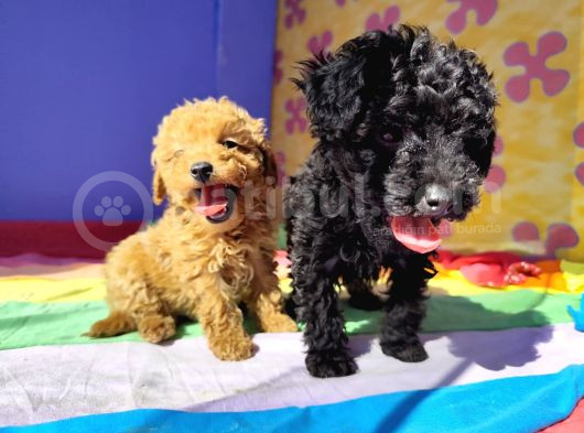 Çok Uygun Rakama 5 Aylik Si̇yah Erkek Toy Poodle görsel