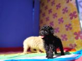 Çok Uygun Rakama 5 Aylik Si̇yah Erkek Toy Poodle