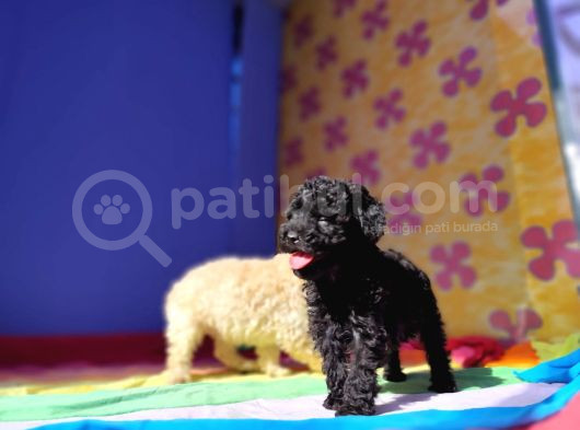 Çok Uygun Rakama 5 Aylik Si̇yah Erkek Toy Poodle görsel