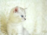 Yumuşacık Silver British Shorthair