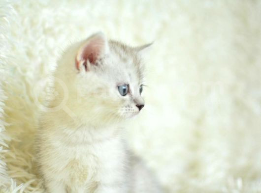 Yumuşacık Silver British Shorthair görsel