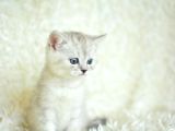 Yumuşacık Silver British Shorthair