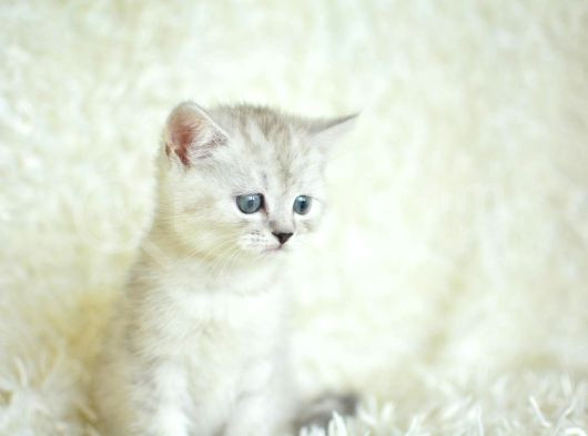Yumuşacık Silver British Shorthair görsel