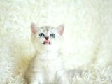 Yumuşacık Silver British Shorthair
