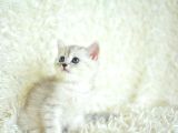 Yumuşacık Silver British Shorthair