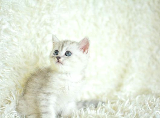 Yumuşacık Silver British Shorthair görsel