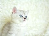 Yumuşacık Silver British Shorthair