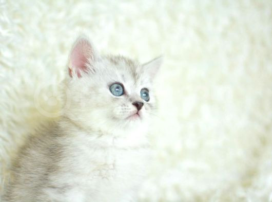 Yumuşacık Silver British Shorthair
