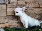 ORJİNAL MİLRO BOY CHİHUAHUA DİŞİ YAVRU