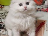 Teslima Hazır Mükemmel Scottish Fold Long Hair Yavrular