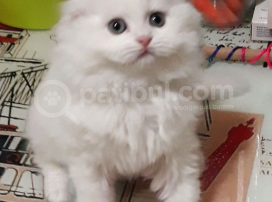 Teslima Hazır Mükemmel Scottish Fold Long Hair Yavrular görsel