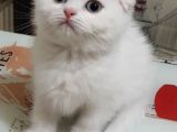 Teslima Hazır Mükemmel Scottish Fold Long Hair Yavrular