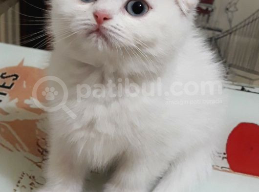Teslima Hazır Mükemmel Scottish Fold Long Hair Yavrular görsel