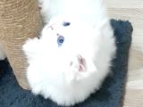 Teslima hazır mükemmel Scottish Fold long Hair yavrular