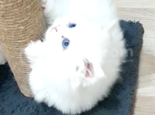 Teslima Hazır Mükemmel Scottish Fold Long Hair Yavrular