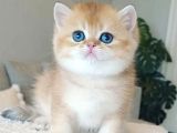 Sevimli Golden British Shorthair