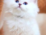 Masalsı Güzellikte Silver British Longhair
