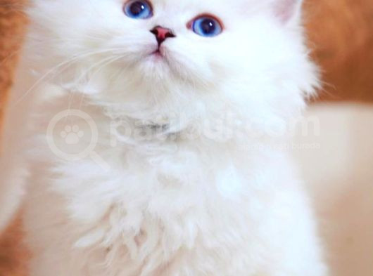 Masalsı Güzellikte Silver British Longhair görsel