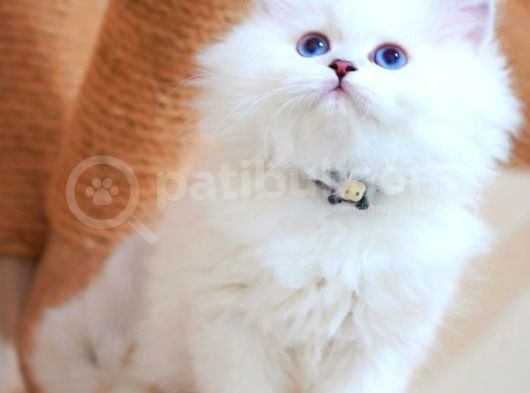 Masalsı Güzellikte Silver British Longhair görsel