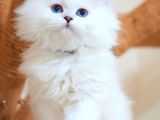 Masalsı güzellikte Silver British Longhair