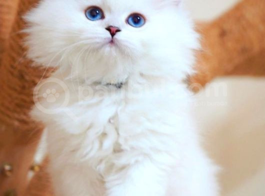 Masalsı Güzellikte Silver British Longhair