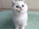 Güzel Gözlüm Silver British Shorthair