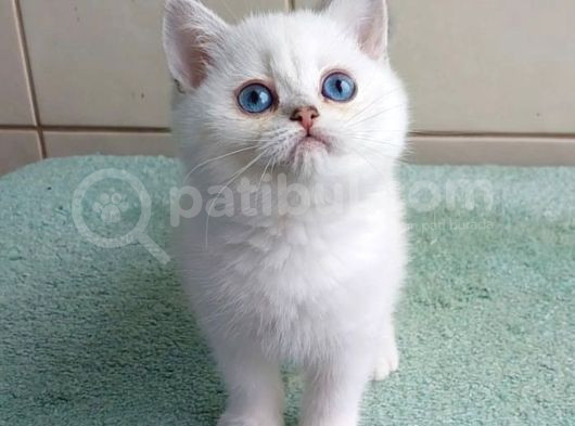 Güzel Gözlüm Silver British Shorthair görsel