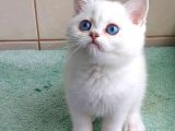 Güzel Gözlüm Silver British Shorthair