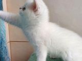 Güzel Gözlüm Silver British Shorthair