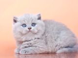 Peluş Lilac British Longhair