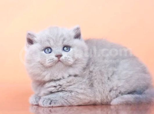 Peluş Lilac British Longhair