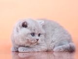 Peluş Lilac British Longhair