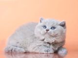 Peluş Lilac British Longhair