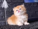 Bal Peteği Golden British Longhair