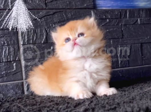 Bal Peteği Golden British Longhair görsel