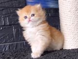 Bal Peteği Golden British Longhair