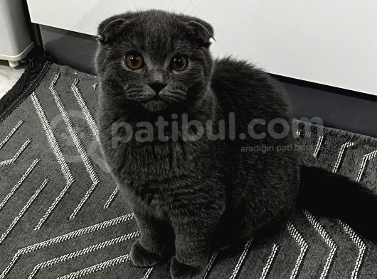 Son Yavrular görsel