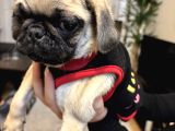 Ped eğitimli erkek pug
