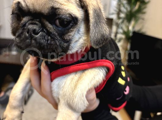Ped Eğitimli Erkek Pug