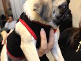 Ped Eğitimli Erkek Pug