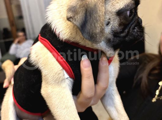 Ped Eğitimli Erkek Pug görsel