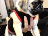 Ped Eğitimli Erkek Pug